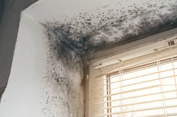 Affordable Mold Cleanup solutions in Buckingham, PA