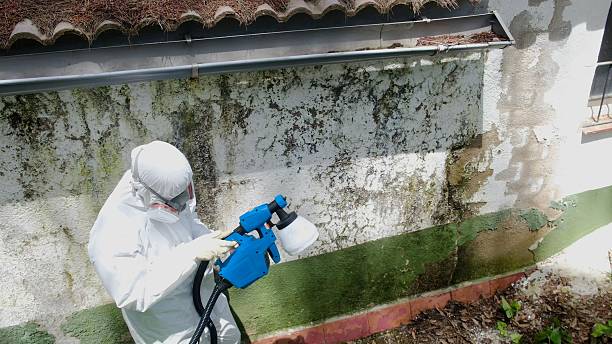 Trusted Black Mold Removal service in Buckingham, PA - Cheap Mold Removal